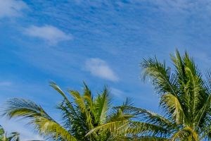 Palm Palm
